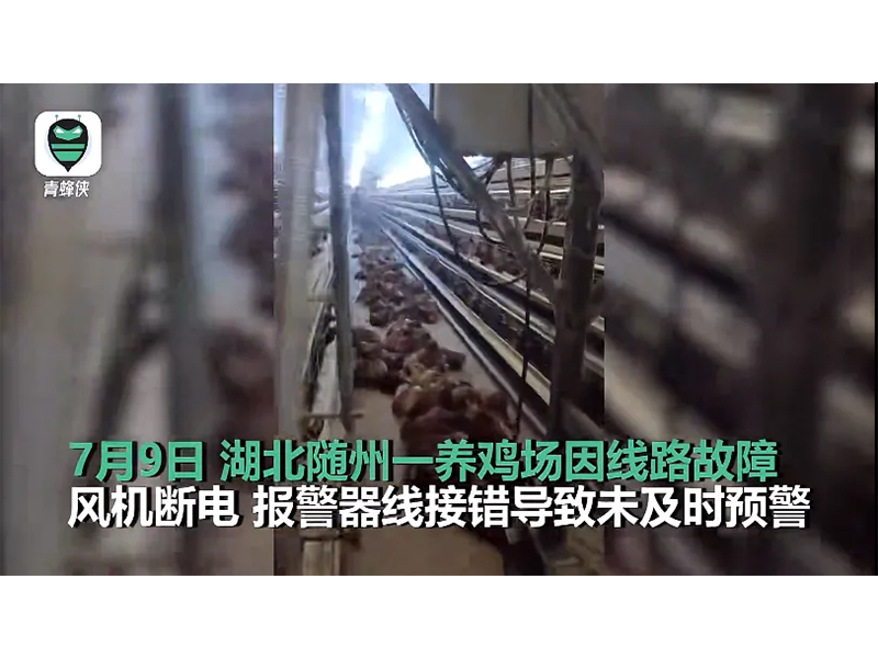 4000只雞被熱死！湖北養(yǎng)雞場停電故障給我們的啟示