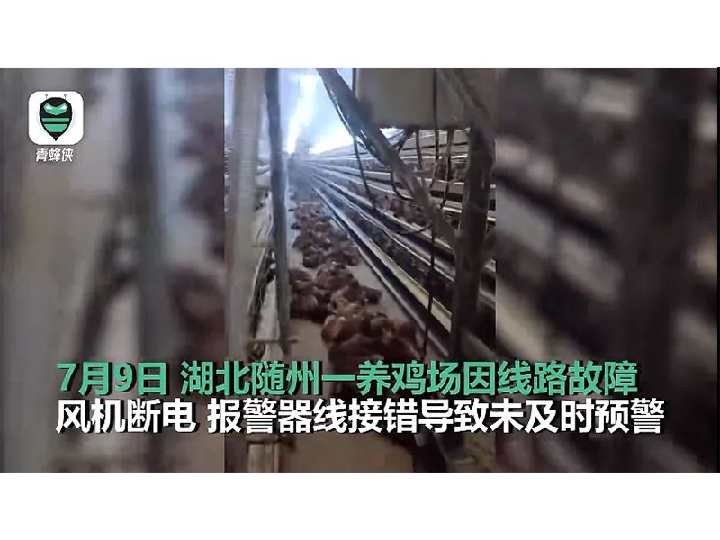 4000只雞被熱死！湖北養(yǎng)雞場停電故障給我們的啟示